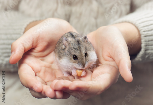 the child holds in his hands a hamster.