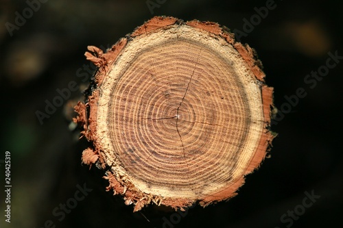 Closeup of Sawed-Off Smooth Bark with Concentric Circles Revealing its Age of Tree Trunk Bathing in the Afternoon Sun in Burke, Virginia