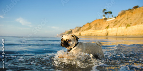 Pug dog walking through water at beach with bluffs
