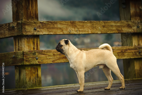 Pug dog outdoor portrait standing on wood pier