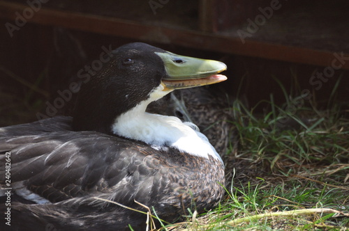 black and white smiling duck lying on the grass