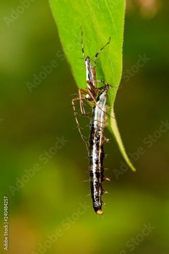 Image of spiders are eating worms on natural background. Insect. Animal.