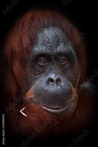 The intelligent face of an orangutan philosopher with red hair