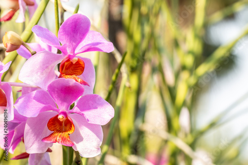 Purple orchids, Vanda teres syn.