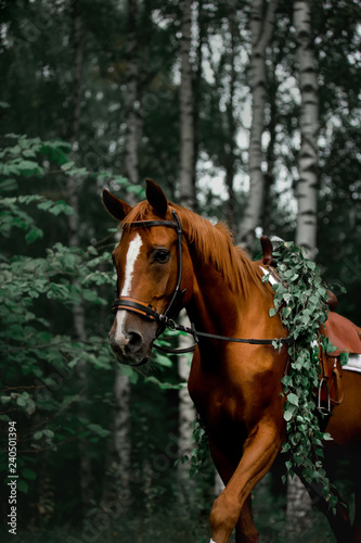 a horse in the forest with a beautiful Cape of leaves