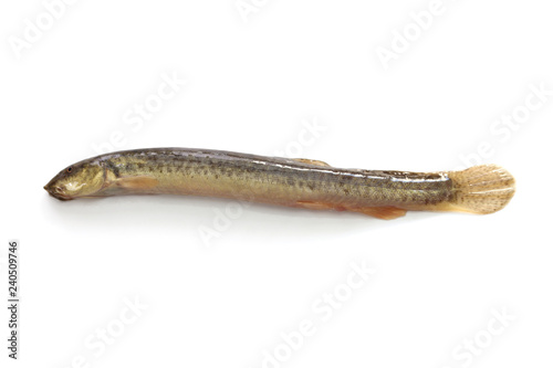 japanese dojo loach fish