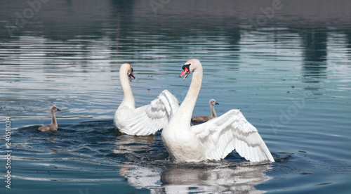 Pair of mute swans