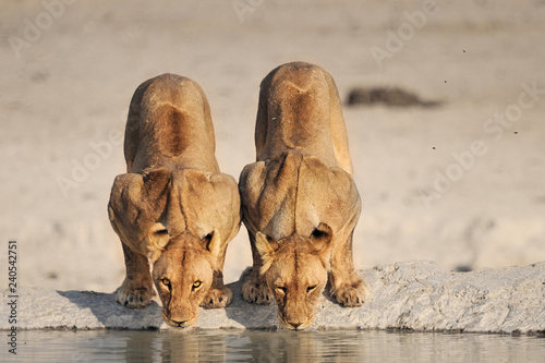 thirsty lions