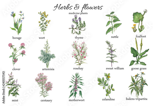 Watercolor botanical illustration of medicine herbs
