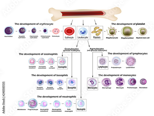 Blood cells Erythrocyte development, red blood cells, leukocytes, eosinophils, lymphocytes, neutrophils, basophils, monocytes, Platelet formation. Infographics. Vector illustration