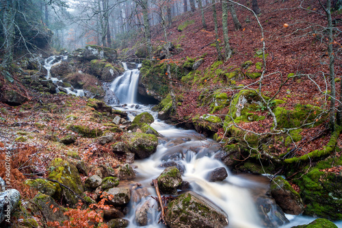 Arroyo en el bosque