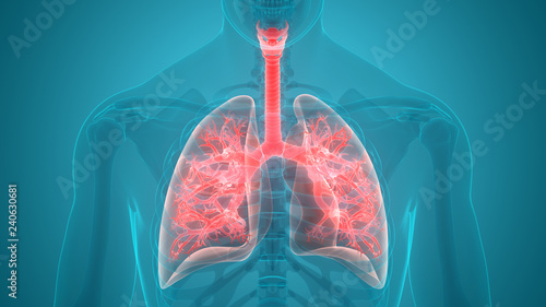 Human Respiratory System Anatomy