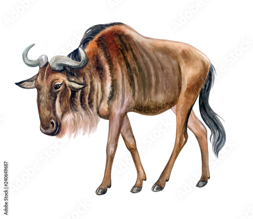Wildebeest, gnus, antelopes isolated on white background. African ungulate. Watercolor. Illustration. Template. Close-up. Portrait. Hand drawv. Hand painting. Clipart. Close-up 