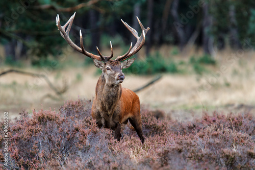 Red deer stag in the rutting season on a heath field in National Park Hoge Veluwe in the Netherlands