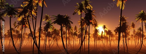 Palm grove at sunset, coconut palms panorama at sunrise, 