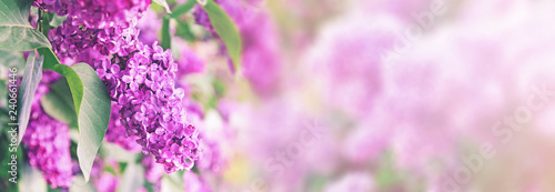 purple lilac bush blossom with copy space