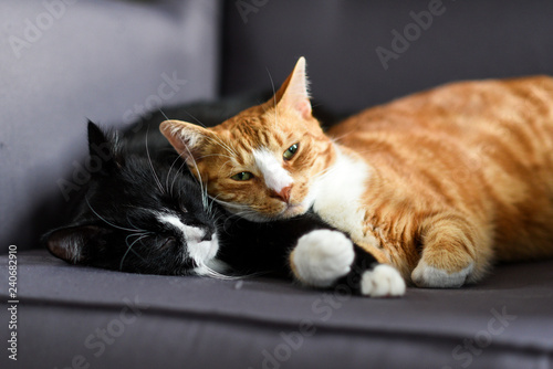 Two cats cuddling together on a chair at home.