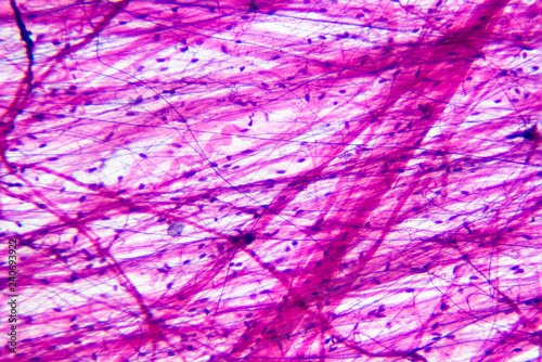 loose areolar connective tissue