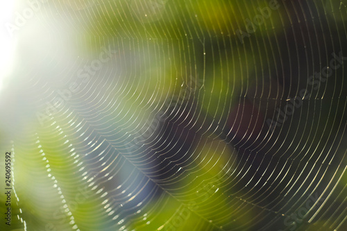 Spider's fiber Cut with natural blurred background 