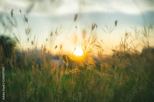 Prairie grasses twilight