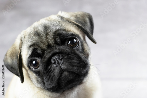 portrait of a pug puppy, cute funny face close up