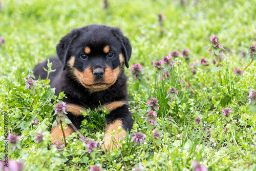 Small rottweiler puppy lying outdoors