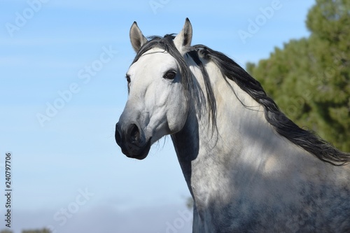 caballo español