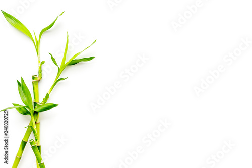 Bamboo shoot. Bamboo stem and leaves on white background top view copy space