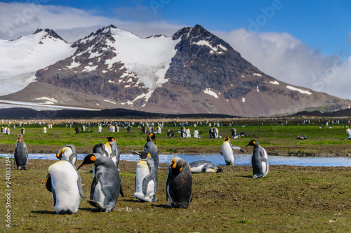 A scattered group of King Penguins standing on the Salisbury Plains, on South Georgia Islands, shown against a mountain backdrop.