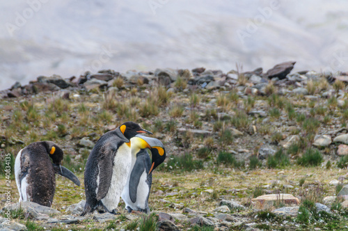 Three King Penguins - Aptenodytes patagonicus - Standing Next to each other, while engaging in a mating ritual. Fortunat Bay, South Georgia Island.