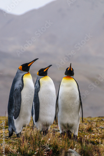 Three King Penguins - Aptenodytes patagonicus - Standing Next to each other, while engaging in a mating ritual. Fortunat Bay, South Georgia Island.