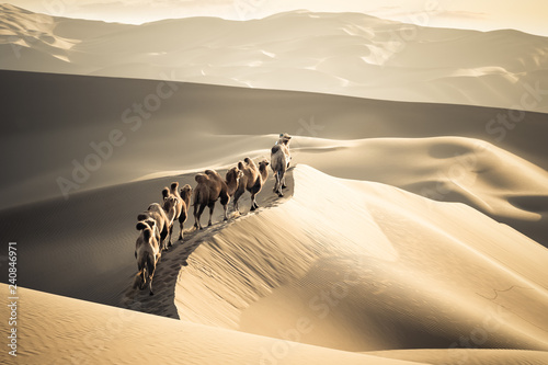 desert camels team