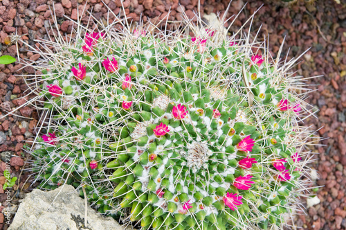 Flowering Cactus