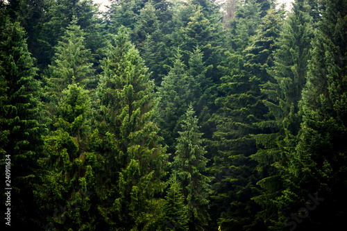 a spruce forest