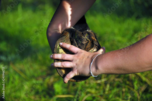 Osteopathic treatment of horse