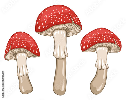 Red amanita mushrooms. Isolated vector illustration.