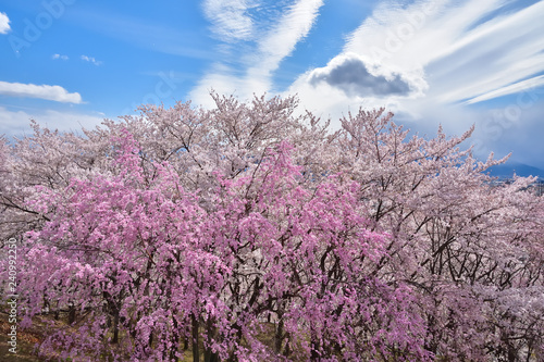 松本 弘法山古墳の桜