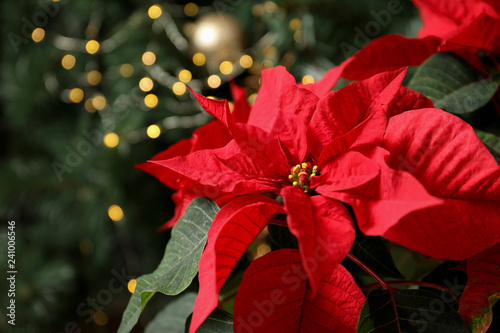 Beautiful poinsettia and space for text on blurred background. Traditional Christmas flower