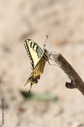 Motyl Paź Królowej