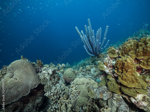 Seascape of coral reef in Caribbean Sea around Curacao at dive site Black Coral Garden with various coral and sponge