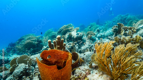 Seascape of coral reef in Caribbean Sea around Curacao at dive site Duane's Release with various coral and sponge