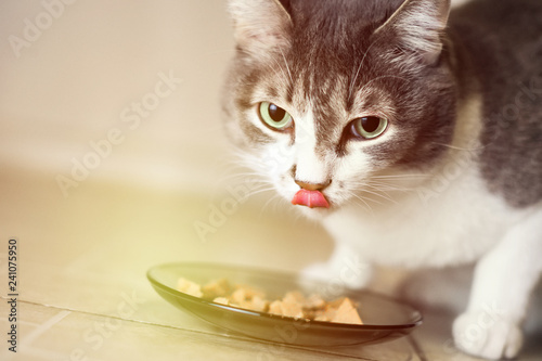 Gray-white beautiful cat eats food from a plate and licks. Portrait of a pet close-up with solar flare