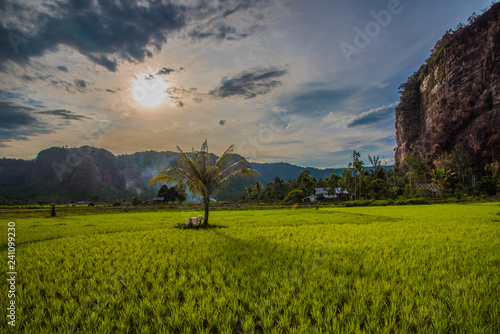 Beautiful sunny day at the rice fields in the Harau Valley in Sumatra 
