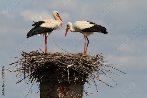 white stork in the nest