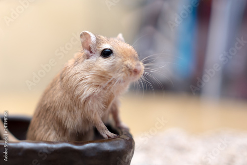Cute adorable gerbil hamster mouse standing up