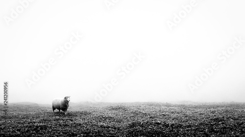 Black and white minimalist image of a lonely lost sheep in fog. Suitable to add text.