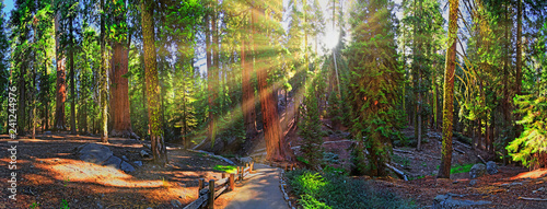 Sonnenaufgang im Sequoia Nationalpark, The Congress Trail