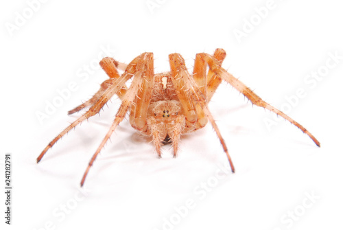 Female spider crusader