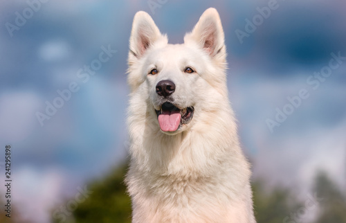 portrait of a dog, white dog