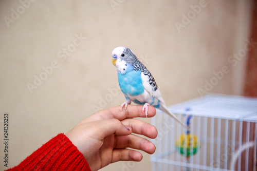 The budgerigar is sitting on the girl's hand